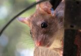Obowiązkowa deratyzacja – przypomnienie o zasadach